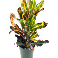 Croton Mammy Red, Mammey Live Tropical Plant Indoor or Outdoor