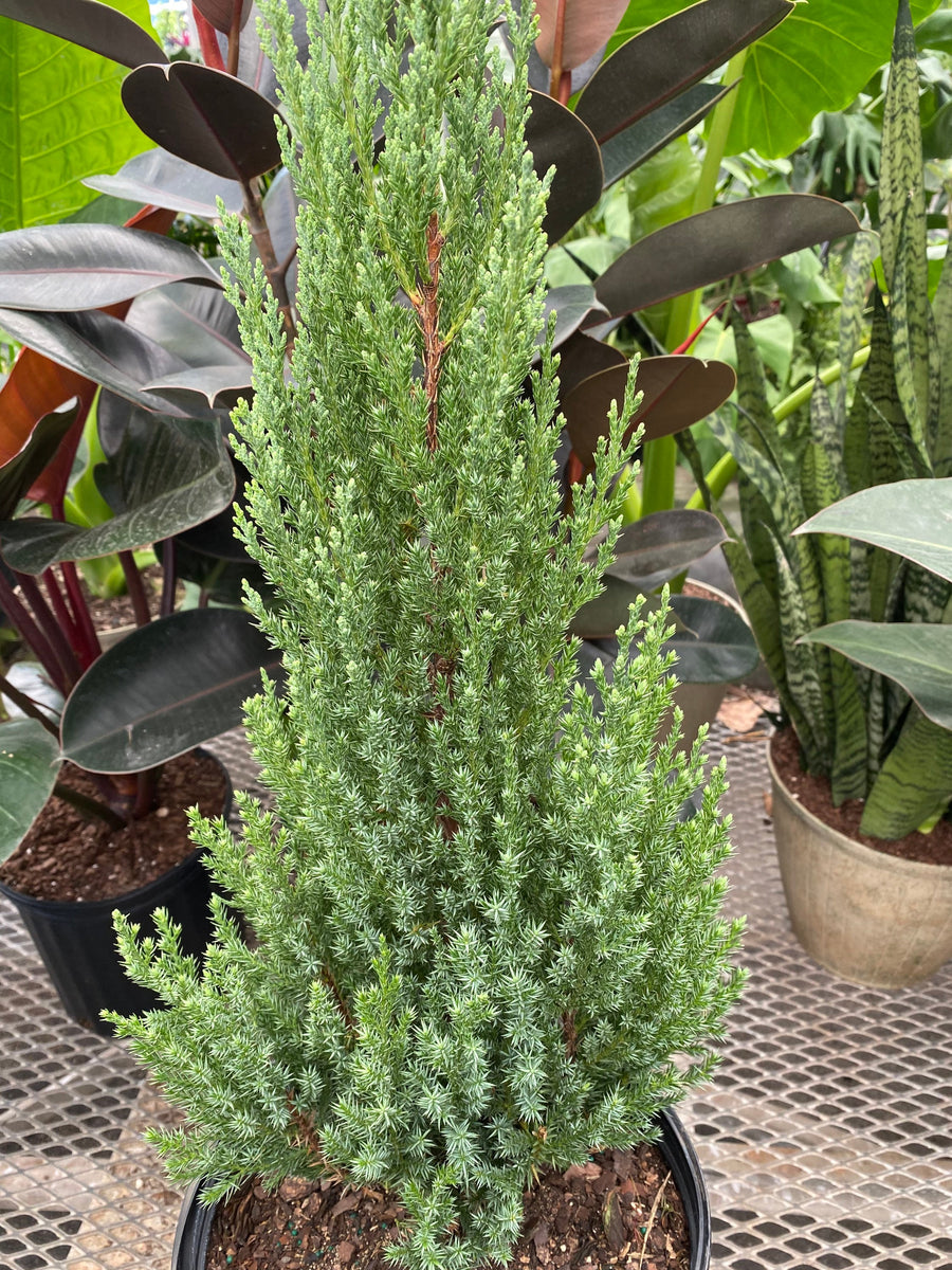 Blue Point Juniper, Christmas tree