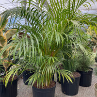 Areca Palm, Golden Cane, Dypsis Lutescens