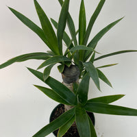 Dracaena Yucca Cane, Single Stem