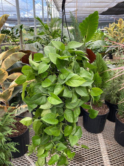 jade pothos in hanging basket Jade Pothos in Hanging Basket, Epipremnum Aureum Jade