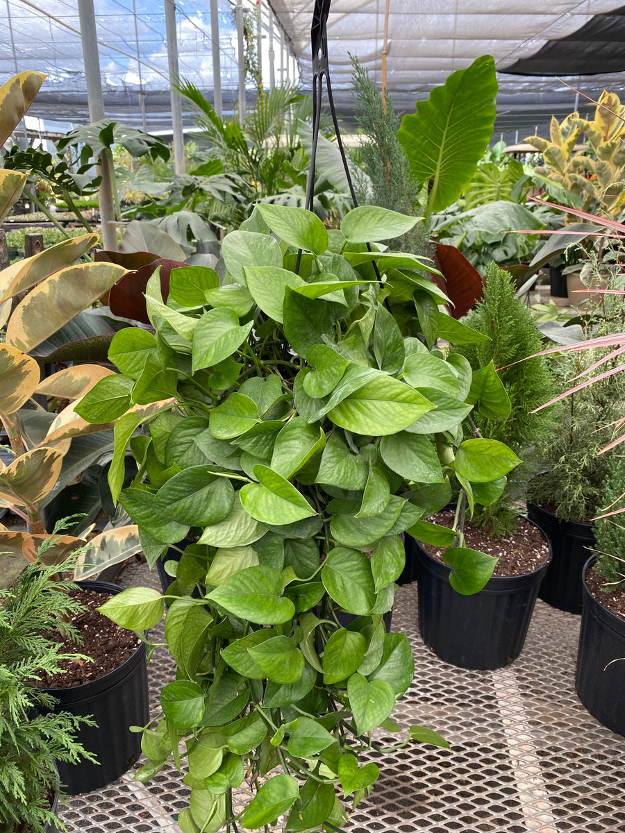 Jade Pothos in Hanging Basket, Epipremnum Aureum Jade