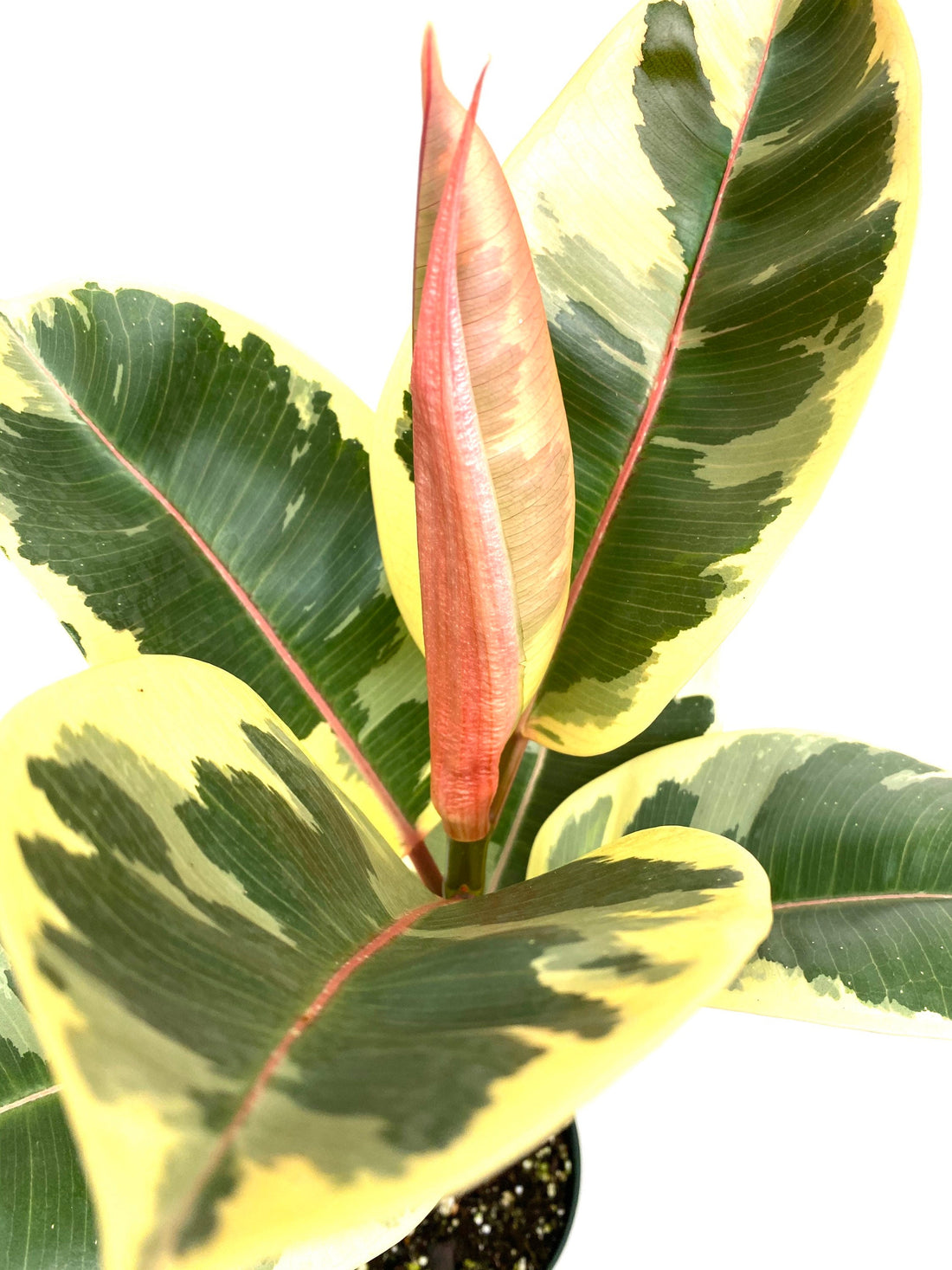 Ficus Tineke Tree Form Single, Variegated Elastica Rubber Tree Decora