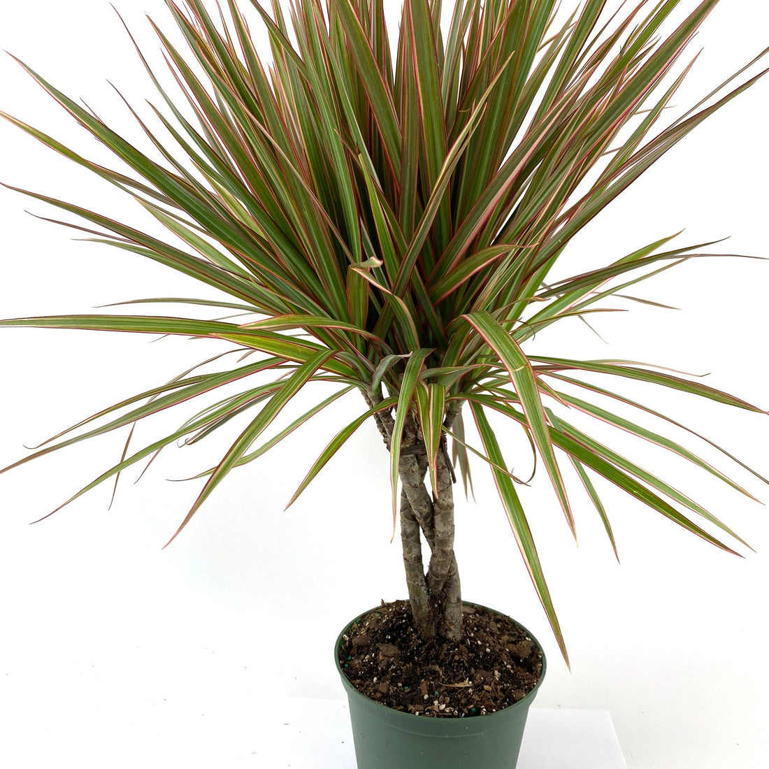 Braided Dracaena Dragon Tree nursery pot 1gal