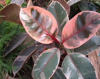Ficus Ruby Bush, Rubber Tree Live Plant Indoor Air Purifier