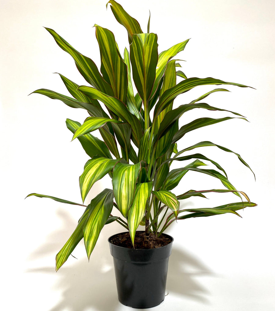 Cordyline kiwi, Hawaiian Ti, Good Luck Plant, Auntie Lou