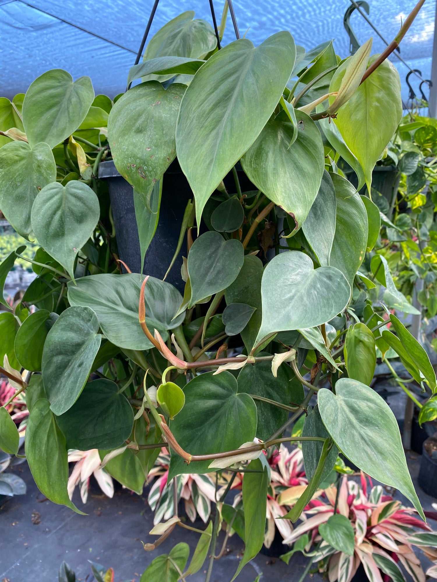 buy a heart-shaped philodendron growing on a board Philodendron Heart Leaf in Hanging Basket