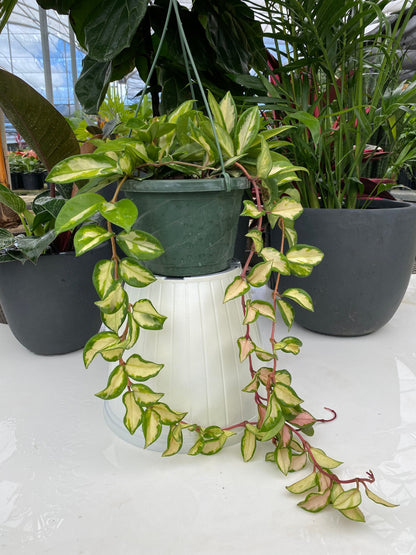 Hoya Tri-color Variegata in Hanging Basket in a green pot