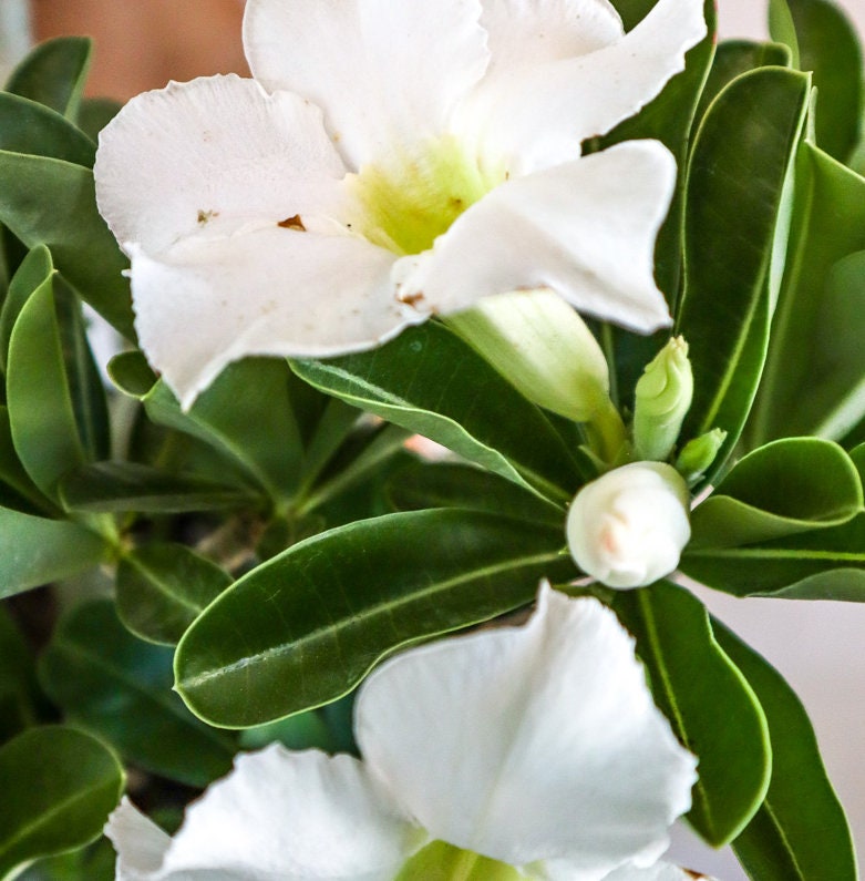 Desert Rose, Adenium obesum, White Flowers