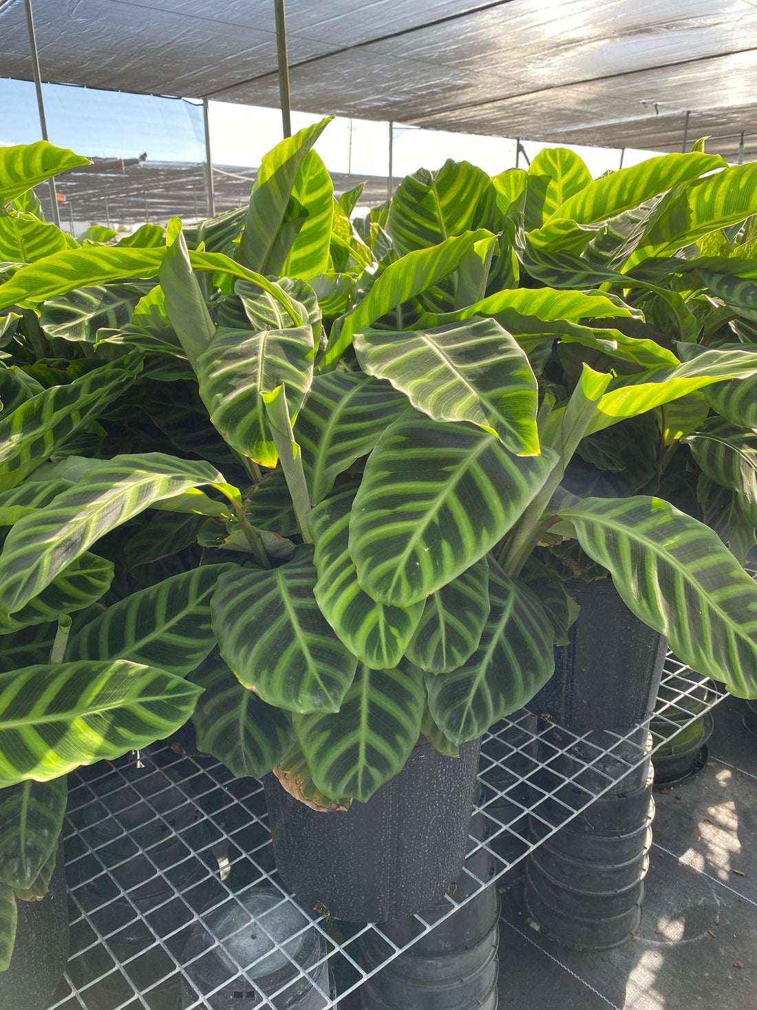 Calathea Zebrina Prayer Plants