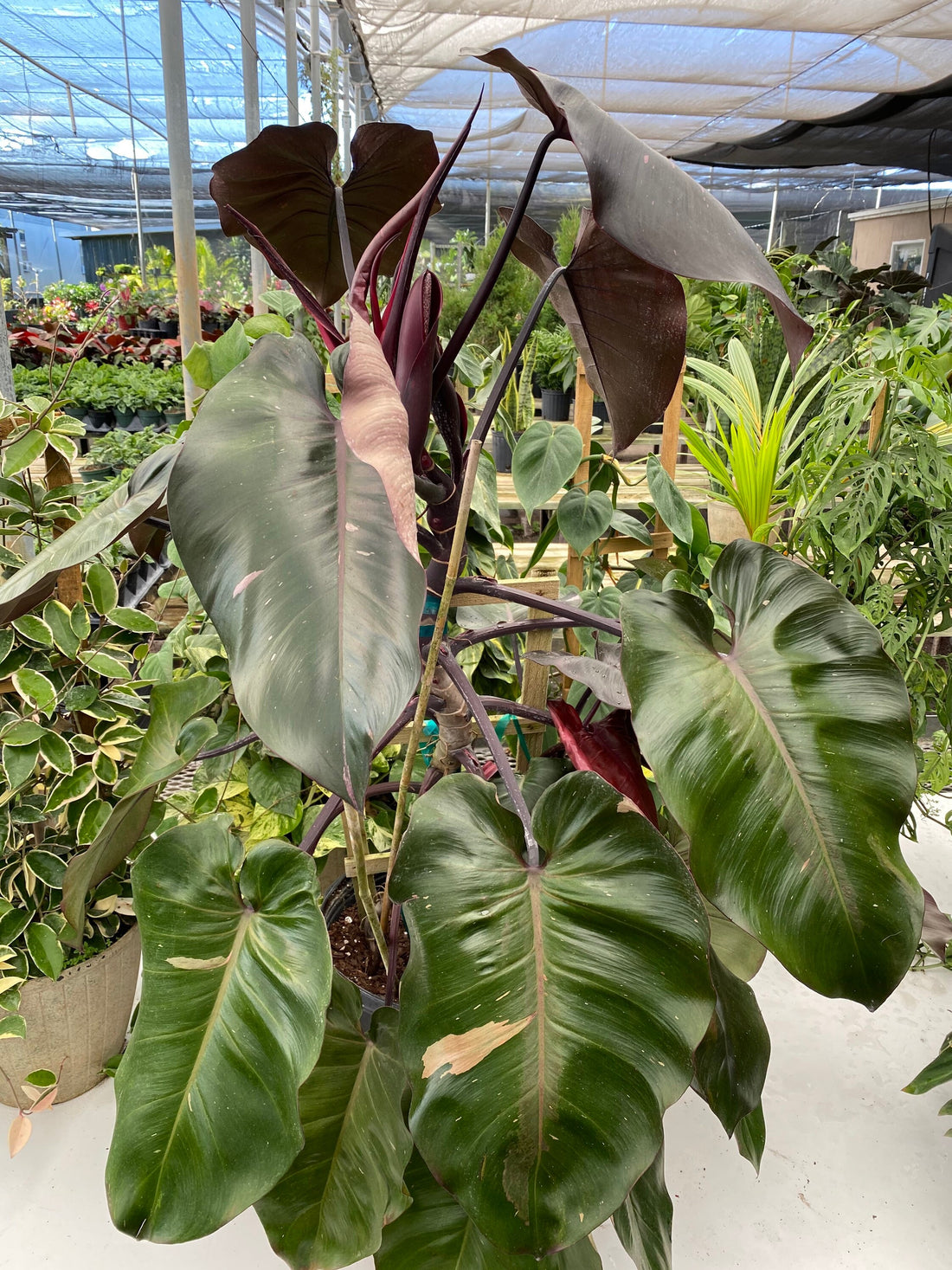 Philodendron Pink Princess in Trellis, Philodendron Erubescens Exotic Plants