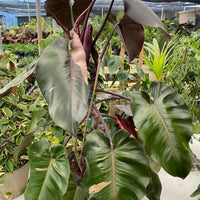 Philodendron Pink Princess in Trellis, Philodendron Erubescens Exotic Plants