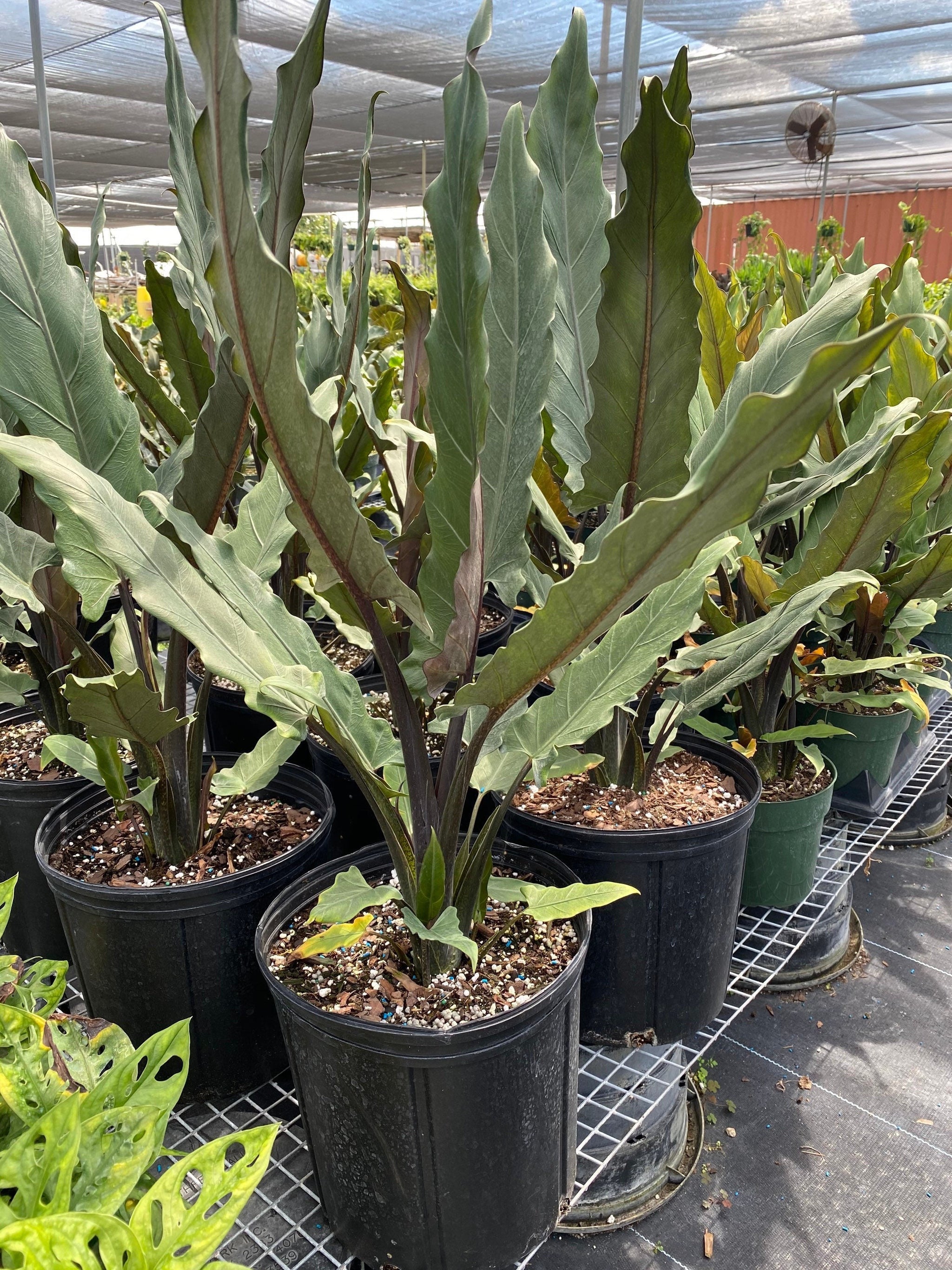 Alocasia Lauterbachiana - Purple Sword main image 1