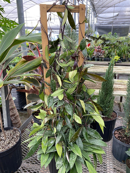 Hoya Publicalyx Splash in Trellis, Live Plant Variegated in nursery view