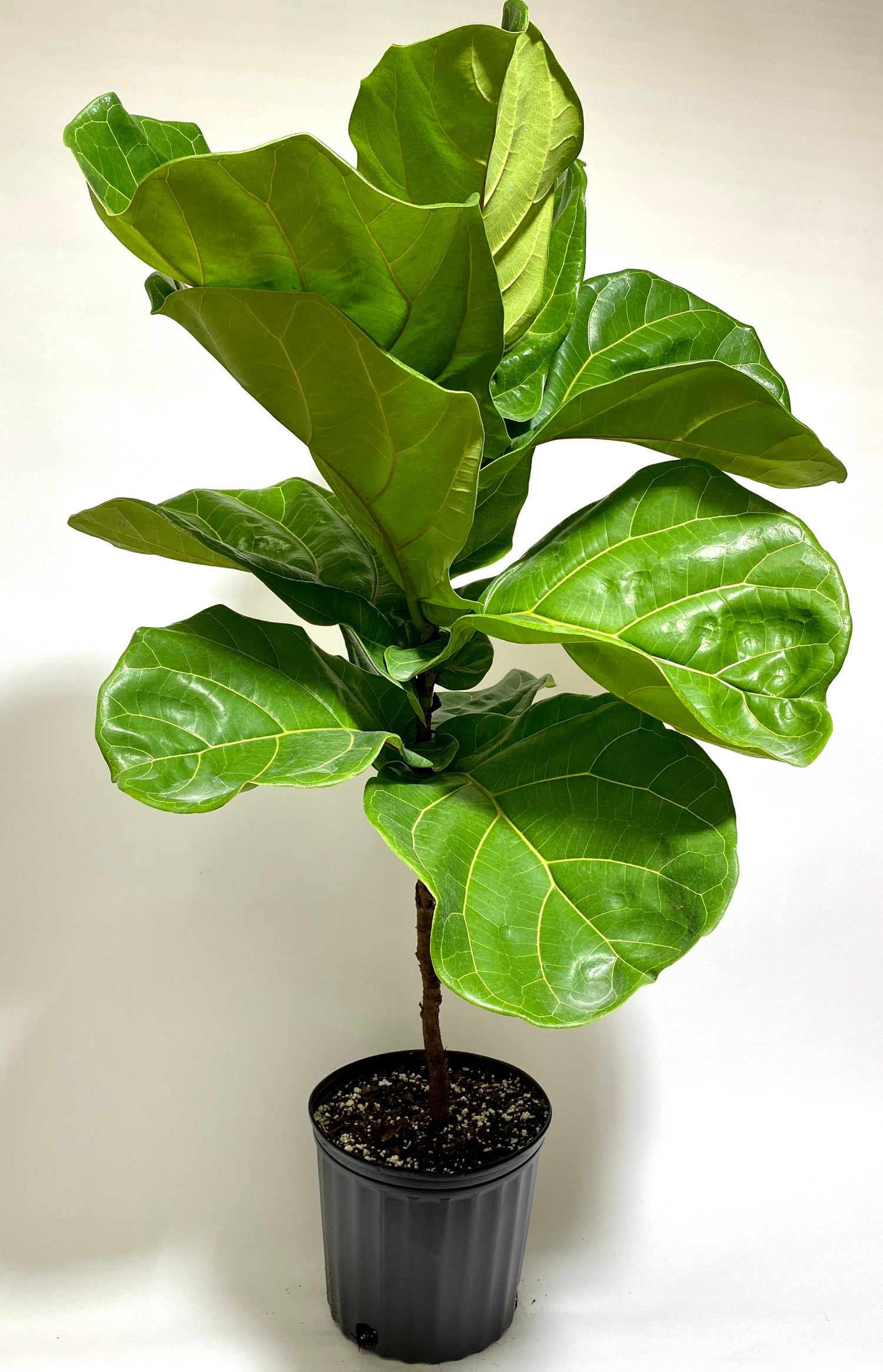 Ficus Lyrata Tree Form Single, Fiddle Leaf Fig Tree