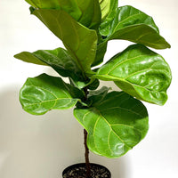 Ficus Lyrata Tree Form Single, Fiddle Leaf Fig Tree