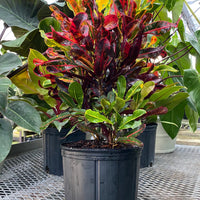 Croton Mammy Red, Mammey Live Tropical Plant Indoor or Outdoor