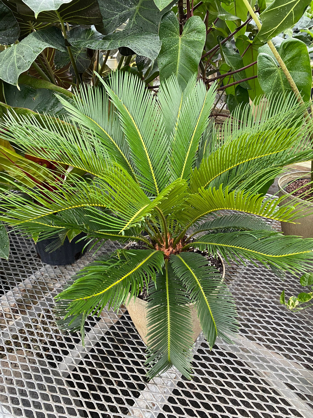 Palm King Sago Palm, Cycas Revoluta, Exotic