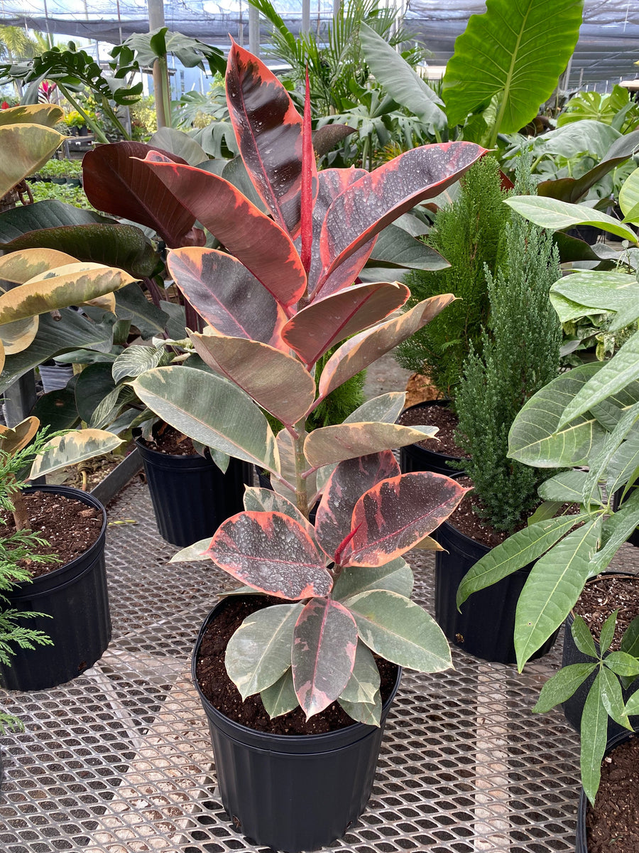 Ficus Ruby Bush, Rubber Tree Live Plant Indoor Air Purifier