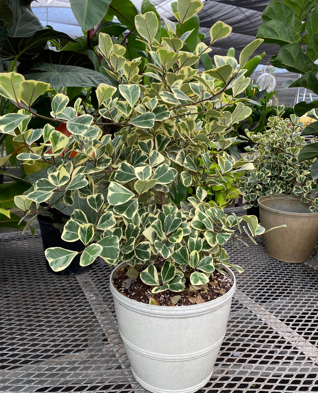 Ficus Triangularis Variegata, Bush Form Live Tropical Plant