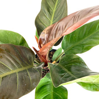 Philodendron Black Cardinal, Live Tropical Plant Indoor Air Purifier