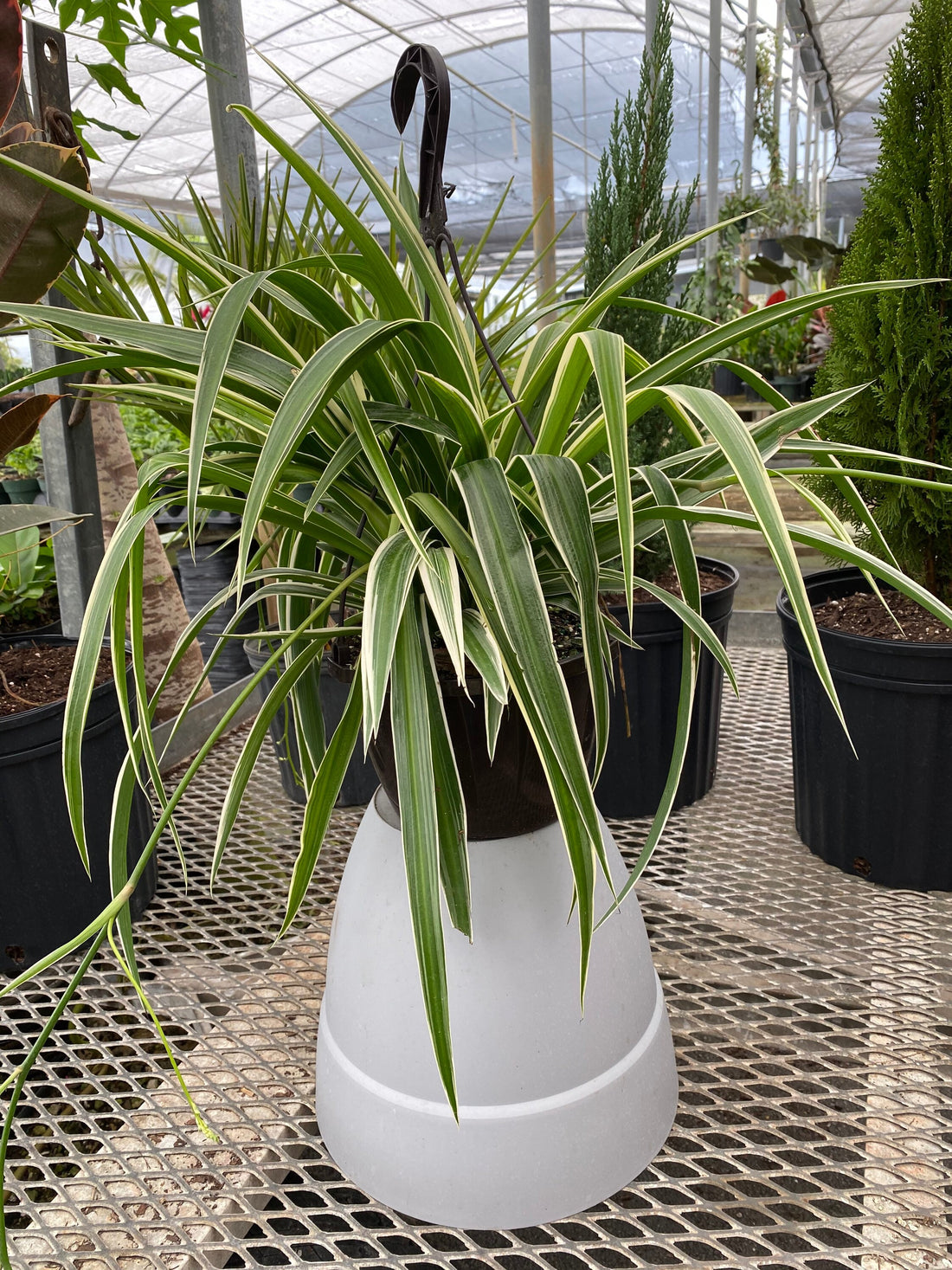 Spider Plant, Spider Ivy, Ribbon Plant in Hanging Basket