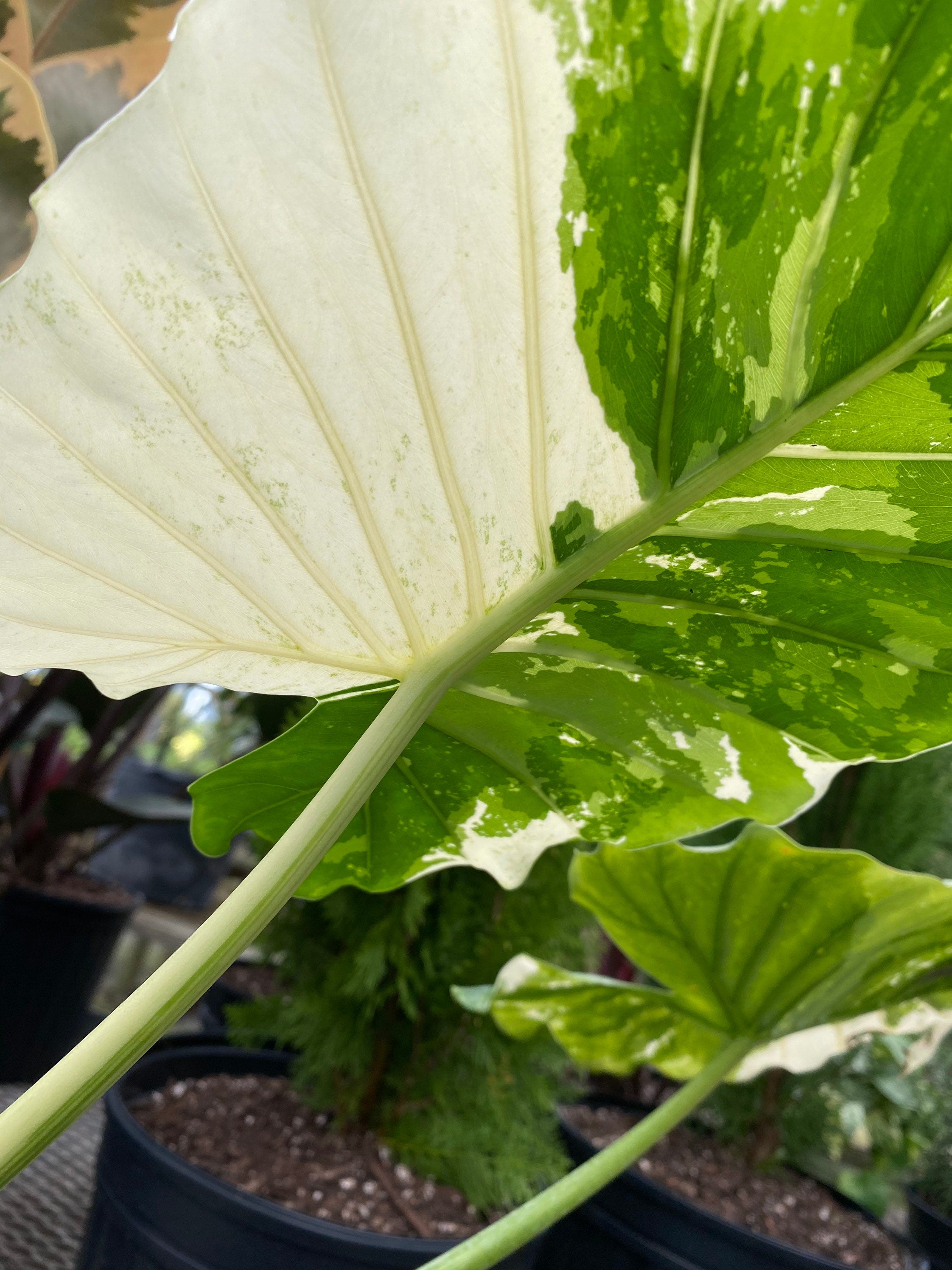 Pof］Alocasia odora variegata クワズイモ 斑入り［アロカシア・オドラ］｜花、園芸