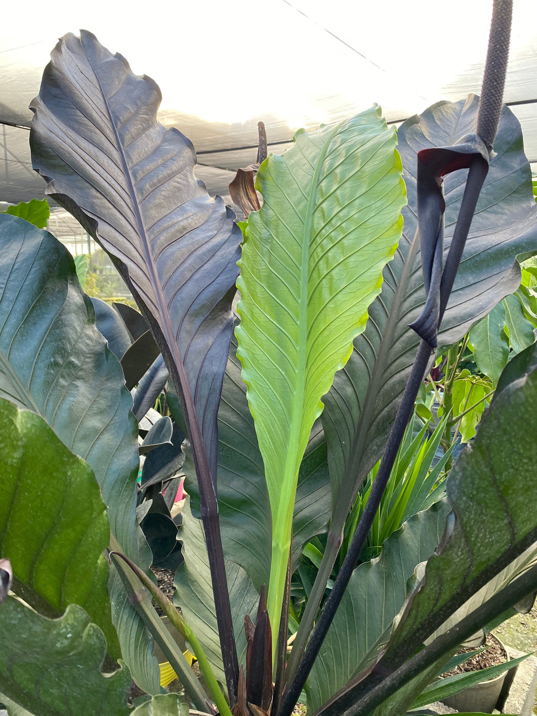 Anthurium Hookeri Ruffles, Birds Nest