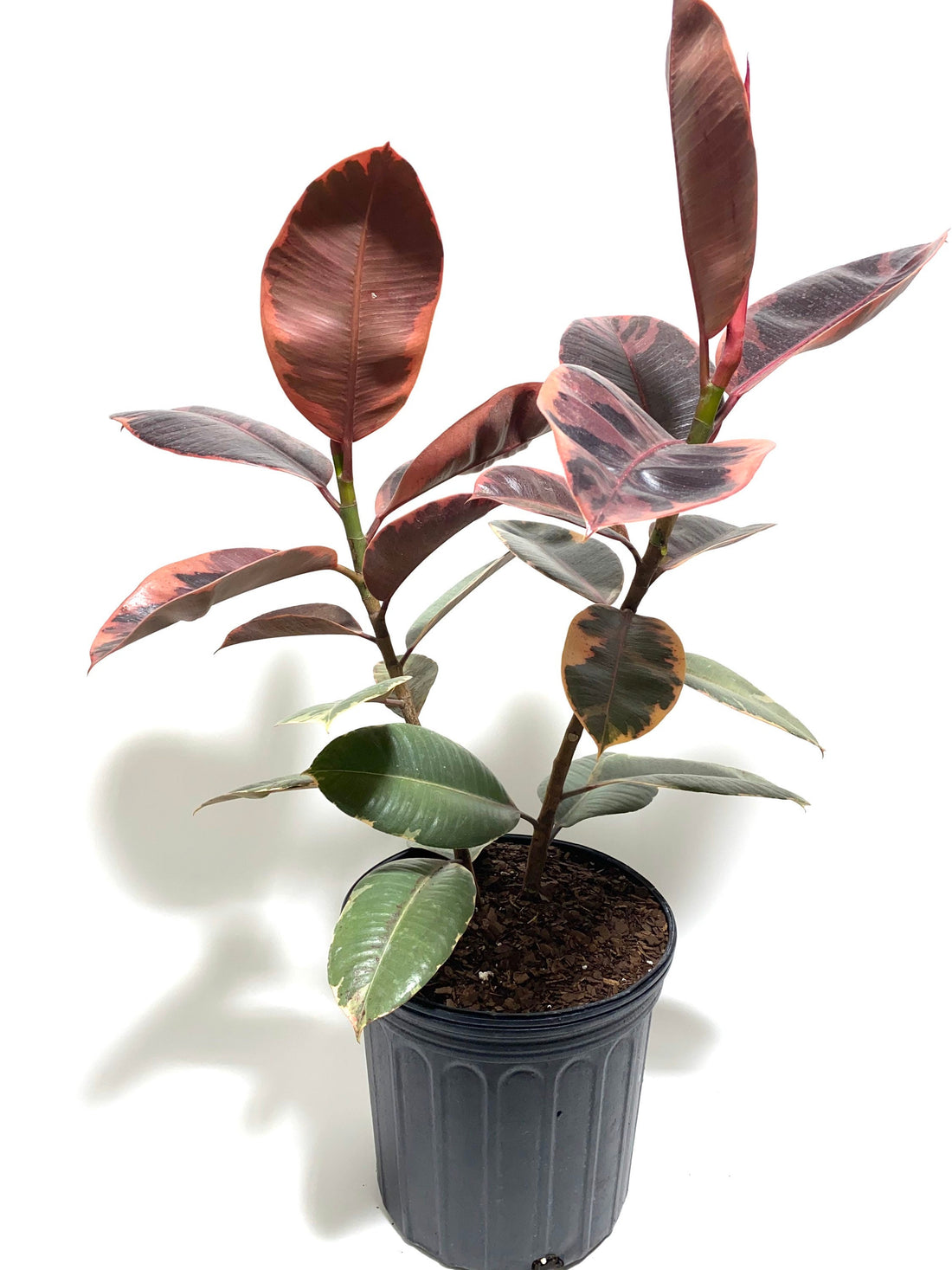 Ficus Ruby Tree Form 2-Stem, Rubber Tree Live Plant Indoor Air Purifier in a pot