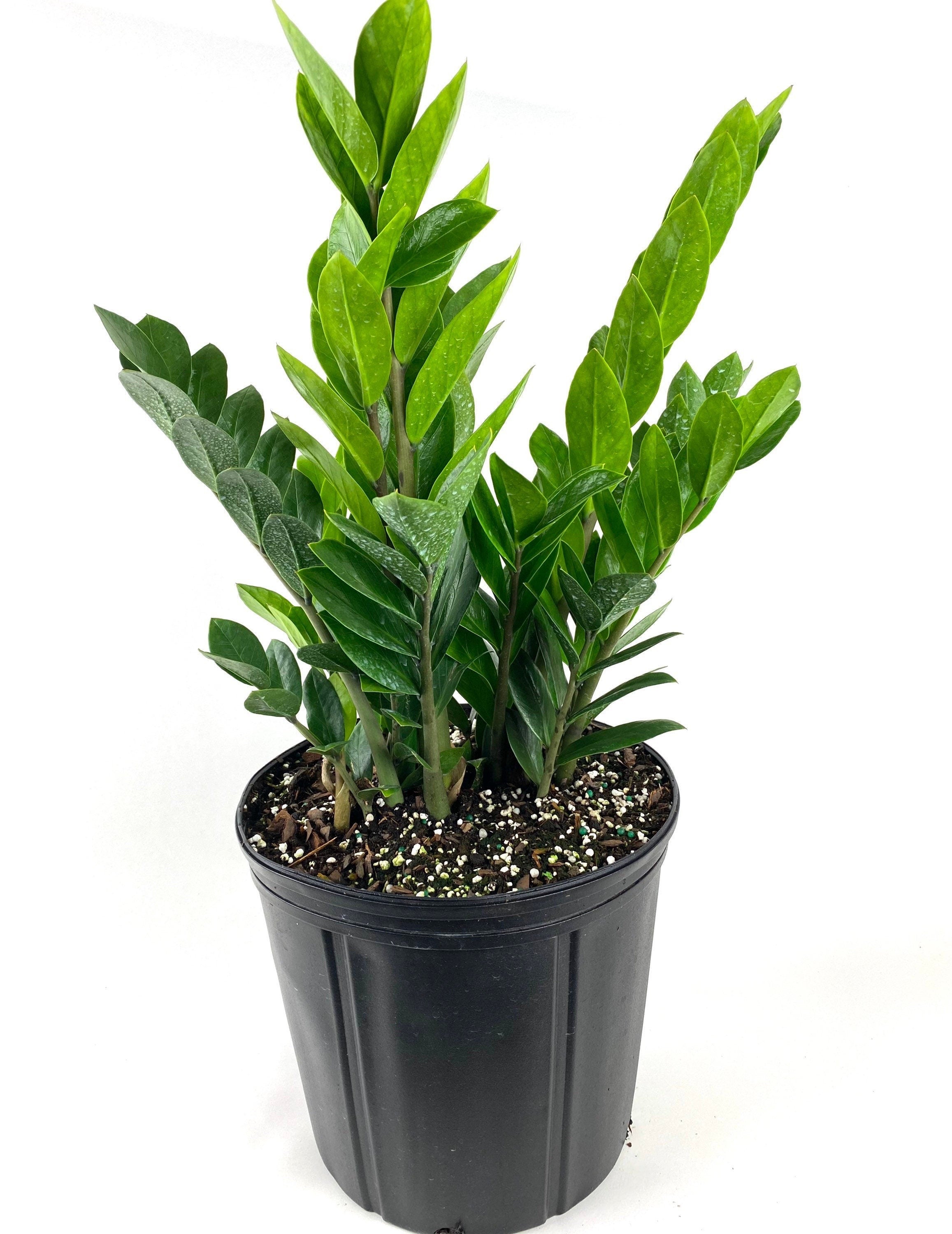 ZZ Plant, top Zanzibar Gem, 12in Deco Planter, 3 Feet Overall Height, Live Indoor Tropical Plant