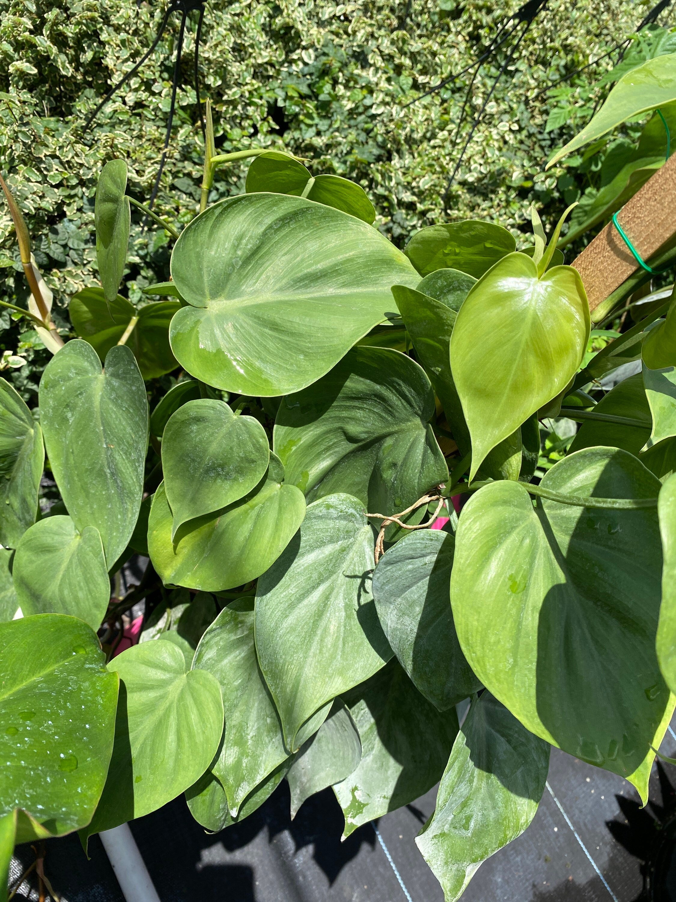 leaves of Philodendron Heart Leaf in Trellis, Live Sweetheart Plant