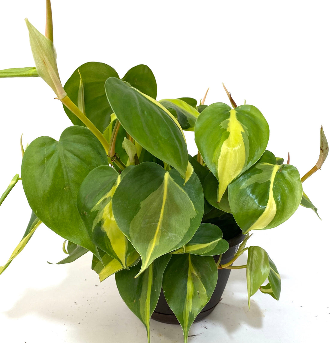 leaves of Philodendron Brazil in Hanging Basket, Live Tropical Vining Plant