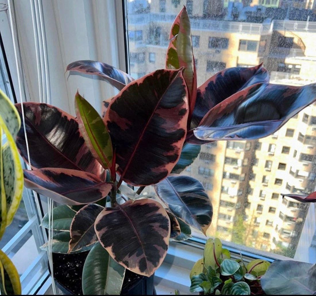 Ficus Ruby Bush, Rubber Tree Live Plant Indoor Air Purifier