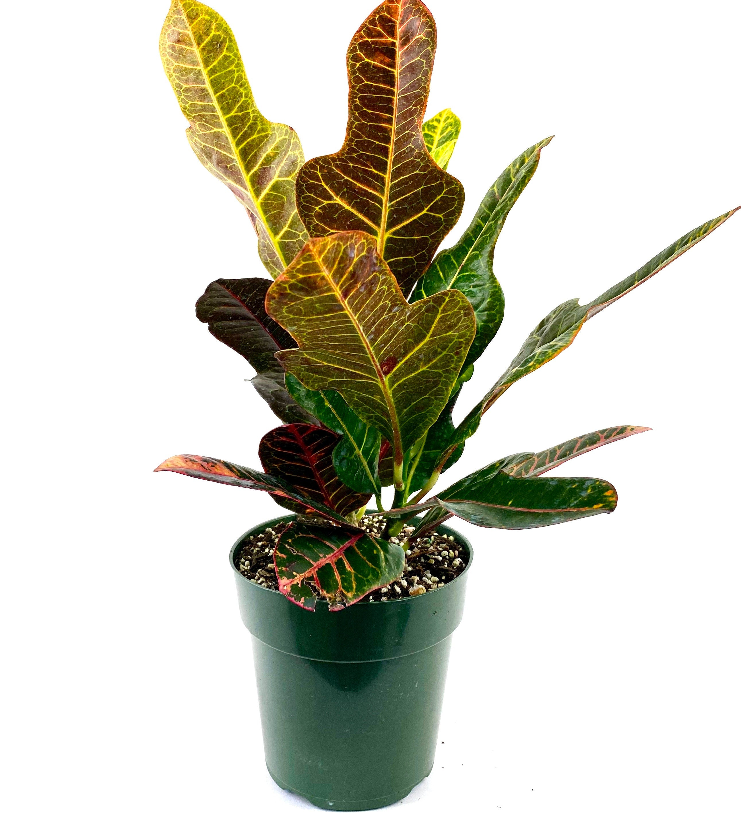 croton magnificent indoor plant Croton Magnificent, Live Plant Indoor or Outdoor