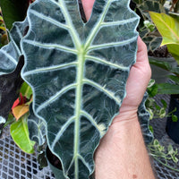 Alocasia Amazonica Polly, African Mask