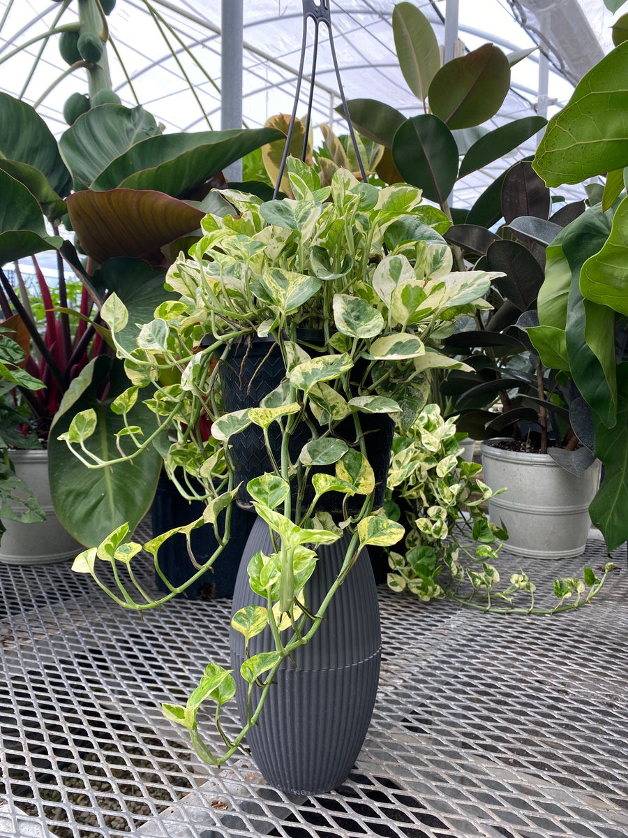 Pothos N'Joy, Pearls and Jade in Hanging Basket, Devil’s Ivy Variegated