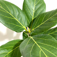 Ficus Audrey Bush Form, Ficus Benghalensisis Bengal Fig