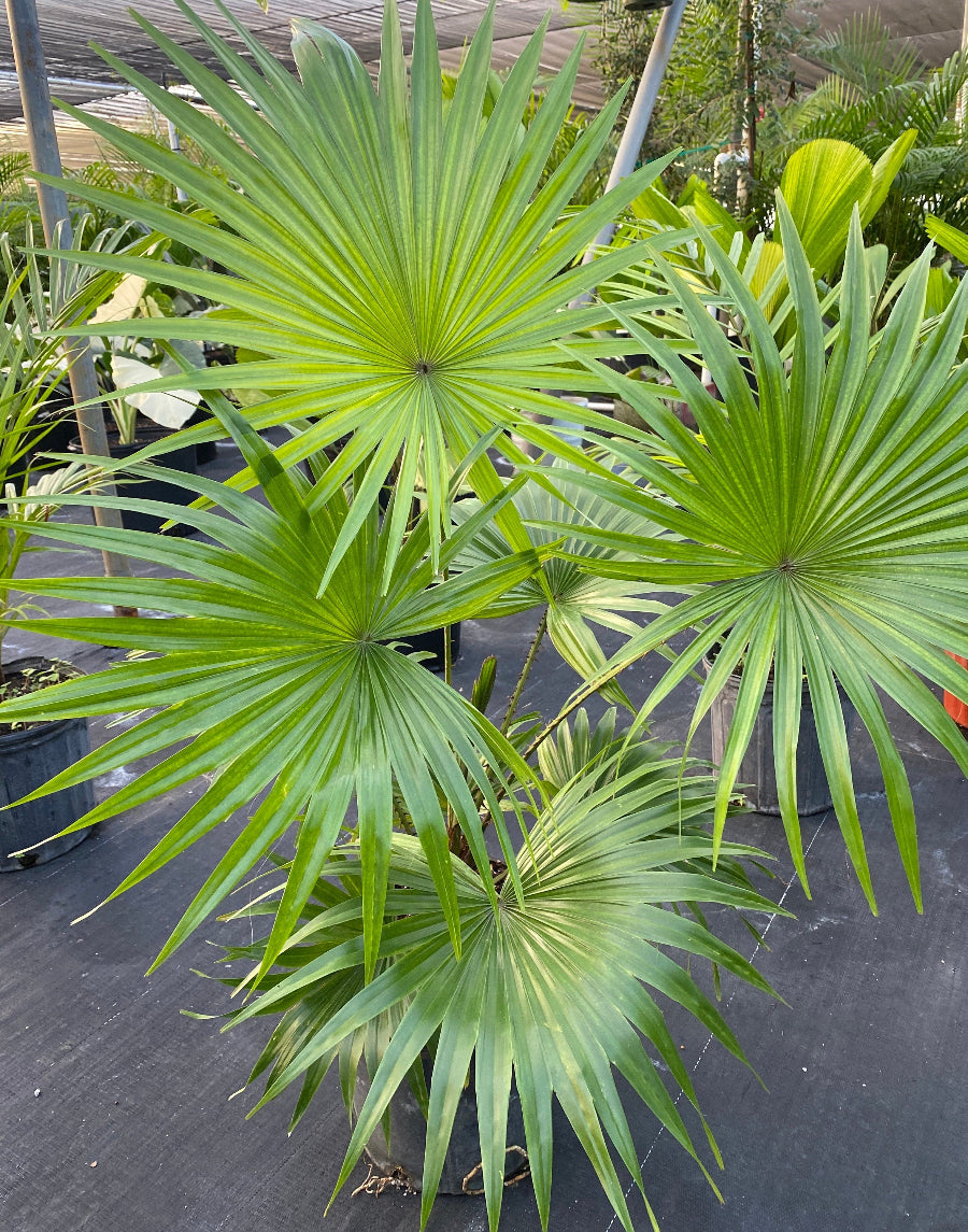 A potted Livistona Roundleaf Fan Palm featuring wide, green fan-shaped fronds, sitting in a black nursery pot