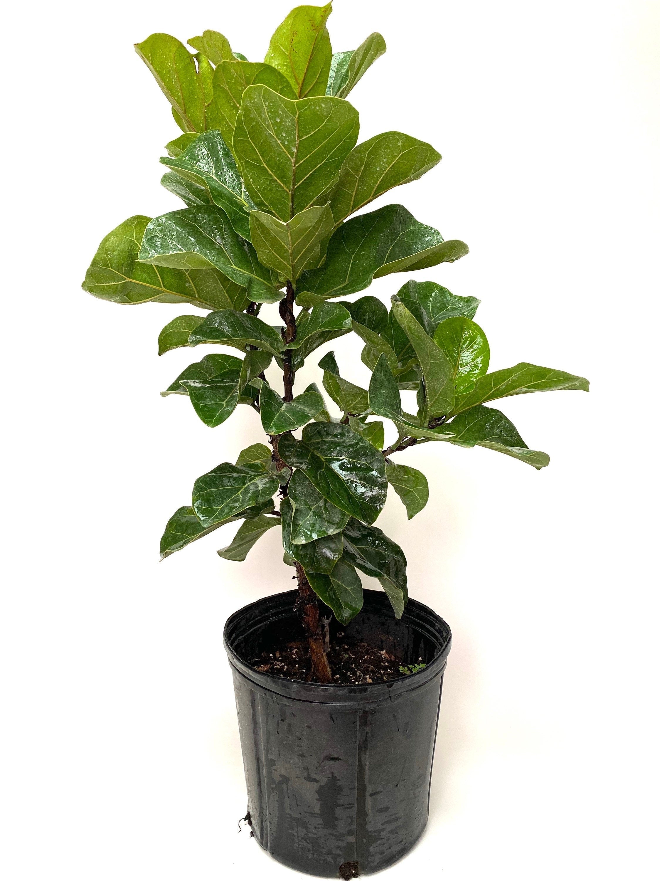 Ficus Fiddle Leaf Fig Bambino Bush, 2gal sold Pot, 4 Feet Overall Height, Lyrata Double Stem Canopy