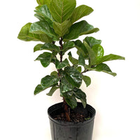 Ficus Bambino Bush, Fiddle Leaf Fig Tree