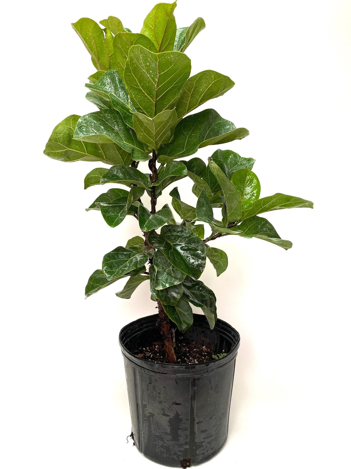 Ficus Multi Buy Ficus Bambino Tree Form Multi | Eureka Farms