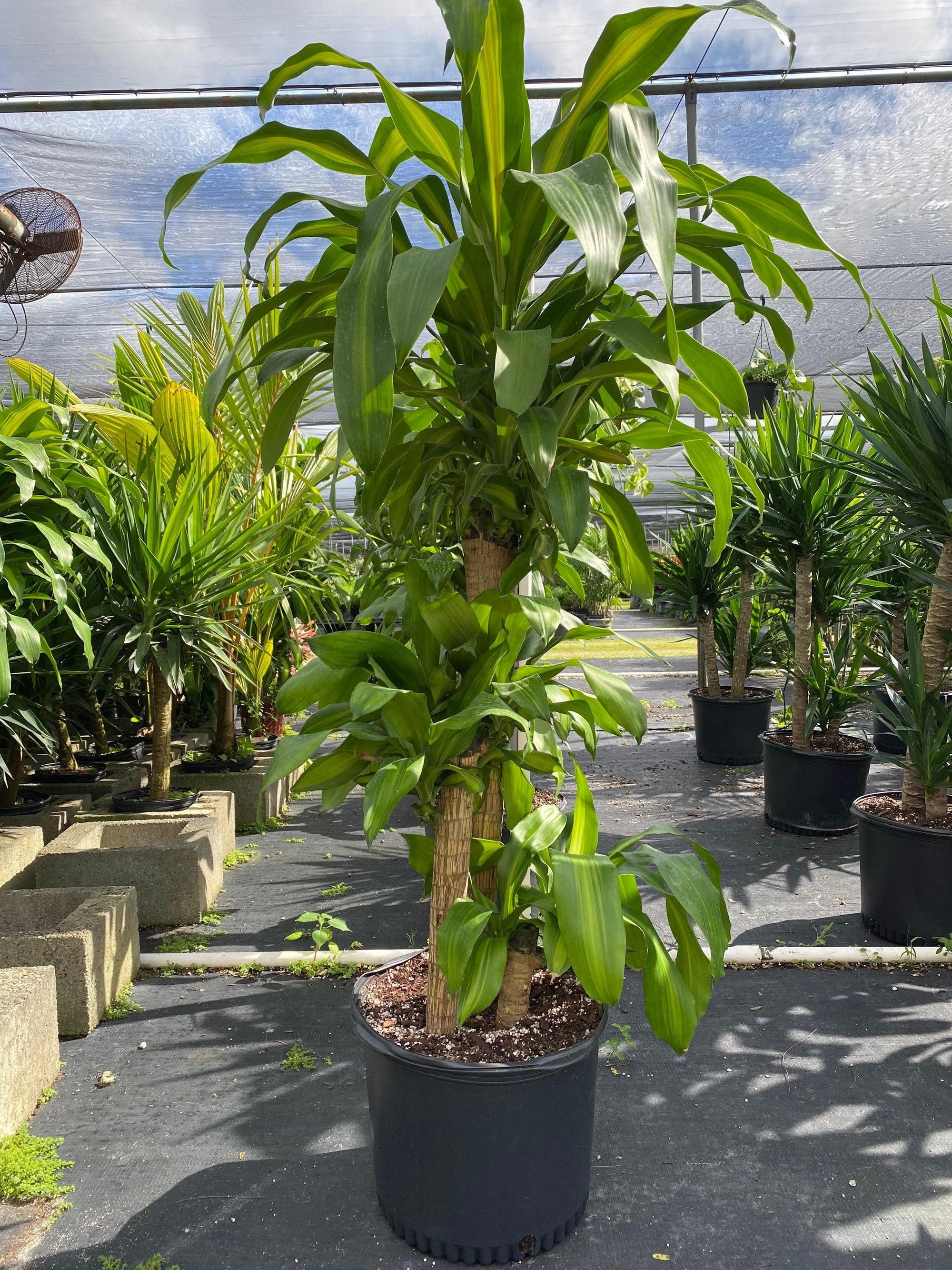 Vigoro Dracaena Mass Canenull