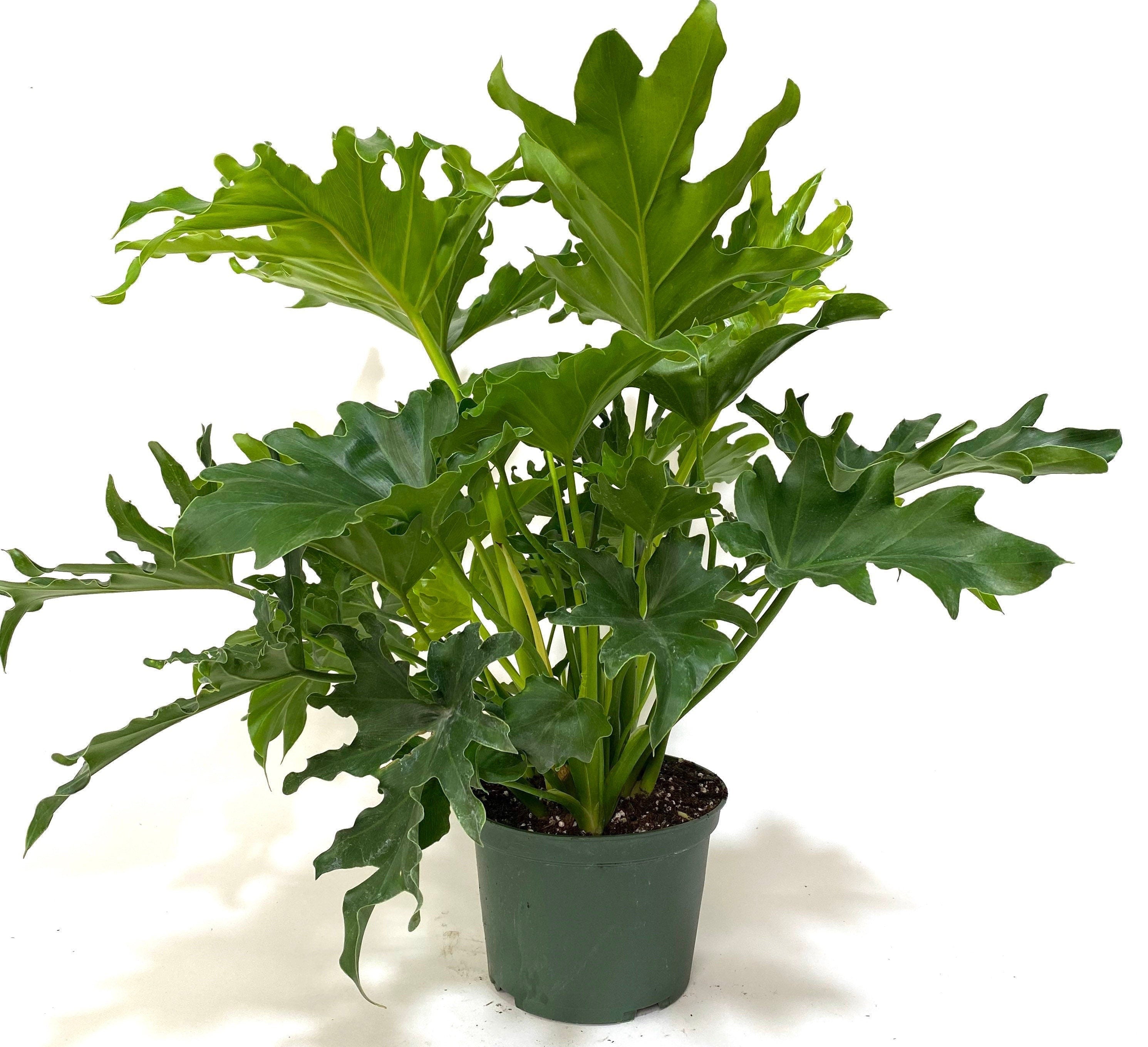 Philodendron Split Leaf Selloum, Live Plant, Indoor Air Purifier