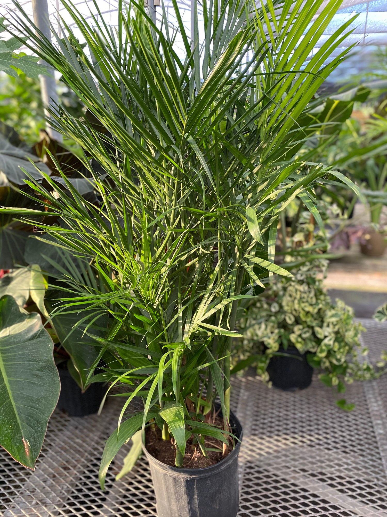 Bamboo Palm, Live Plant Air Purifier