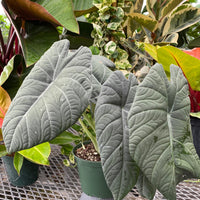 Alocasia Maharani, Live Tropical Plant.