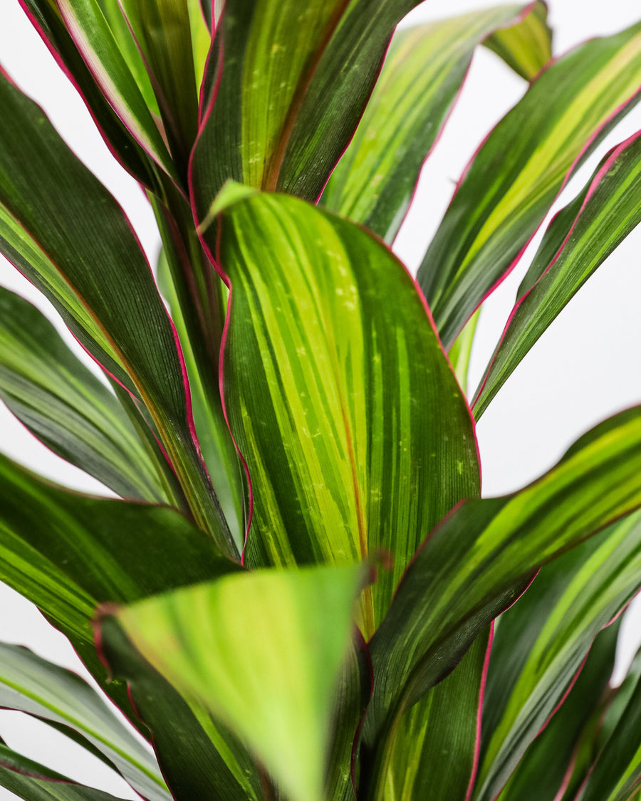 Cordyline kiwi, Hawaiian Ti, Good Luck Plant, Auntie Lou