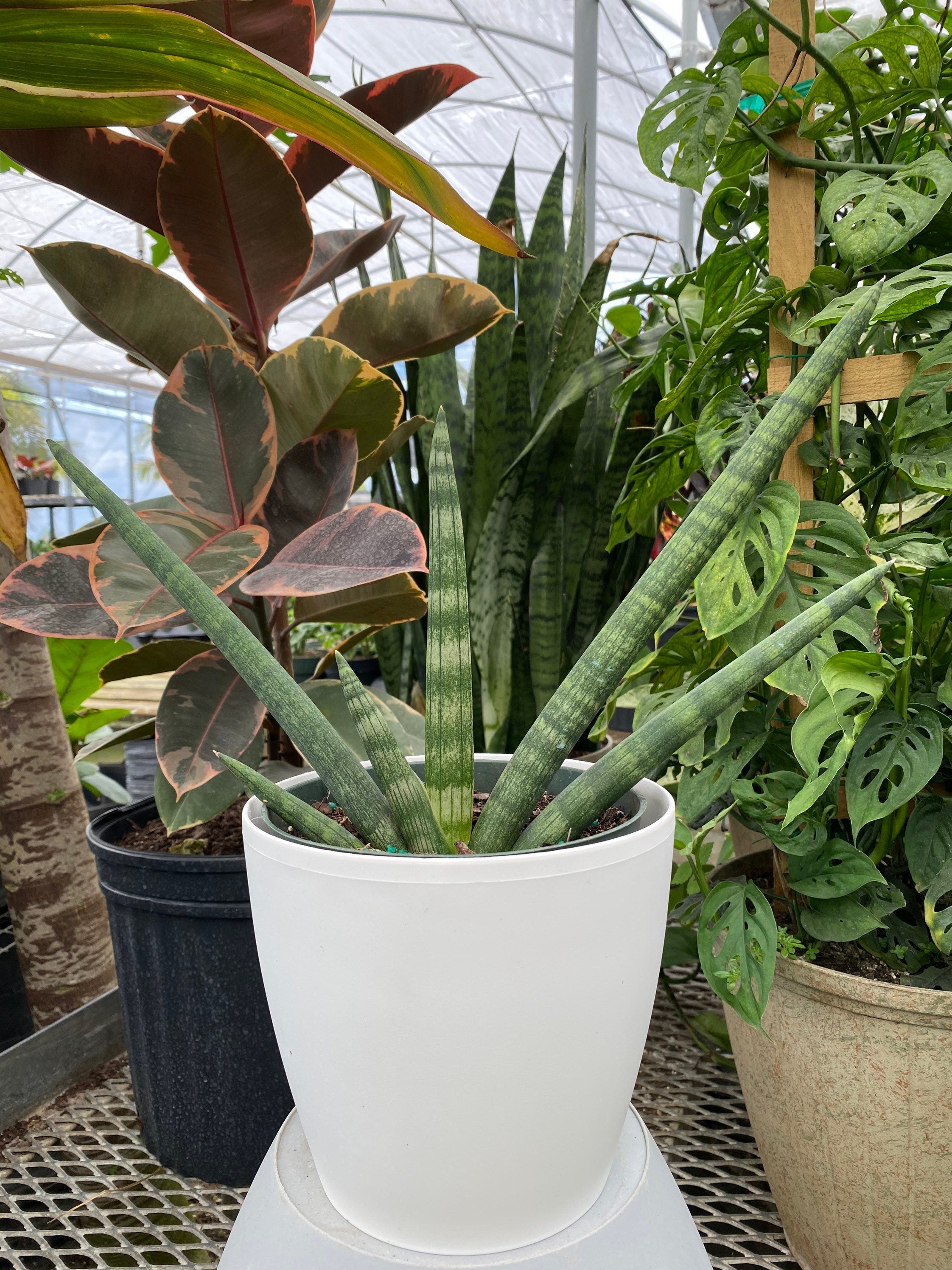 Shops Sansevieria Platinum Starfish (#A253)** | Hybrid Plants | Rare Boncel