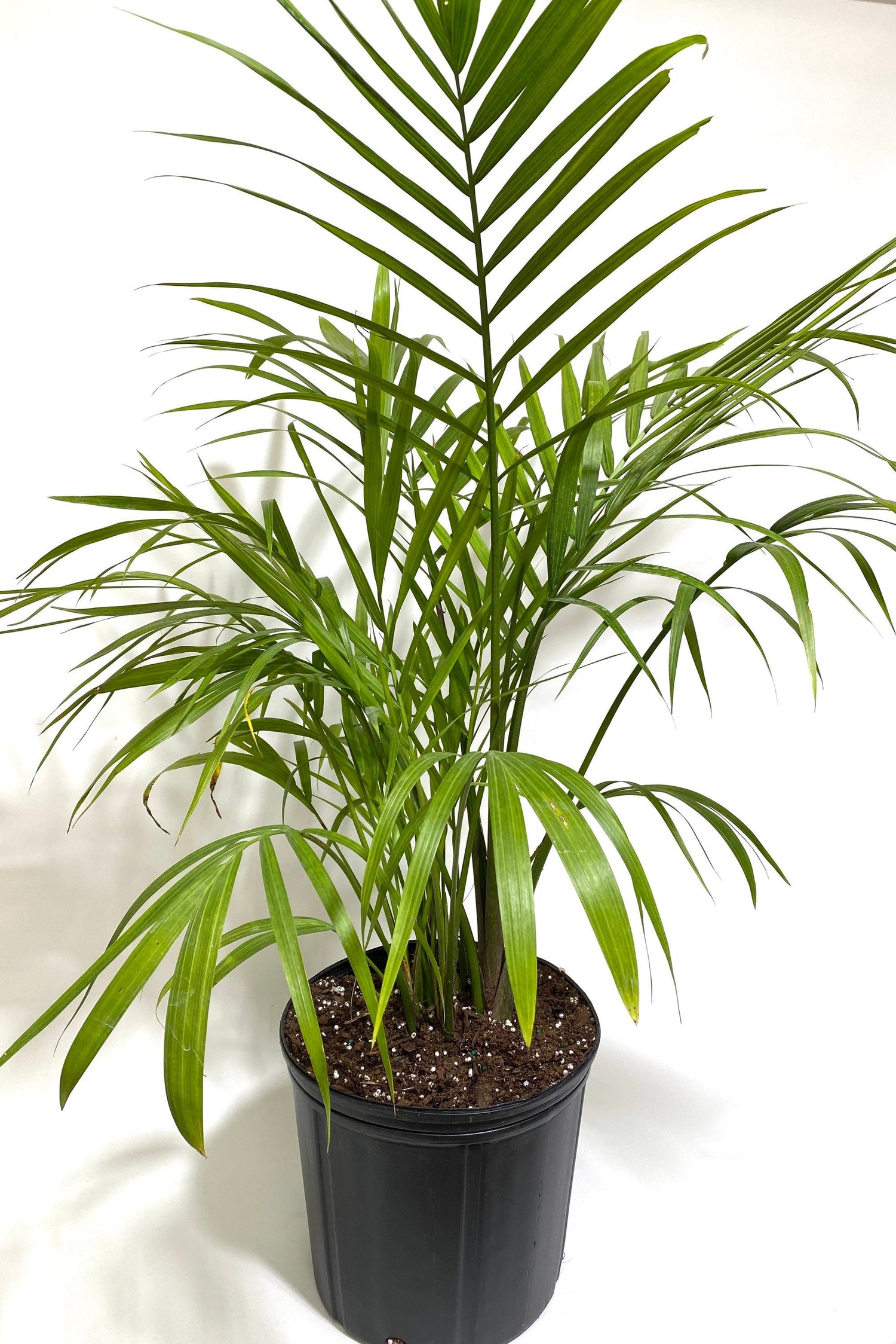 Majesty Palm, Ravenea Rivularis Live Indoor Plant