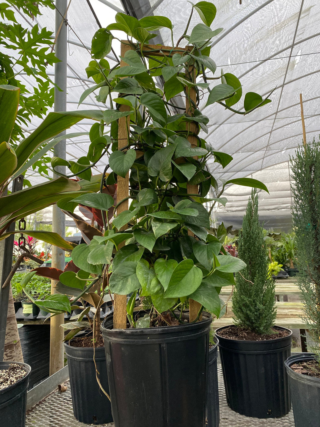 Jade Pothos in Trellis, Epipremnum Aureum Jade in a pot