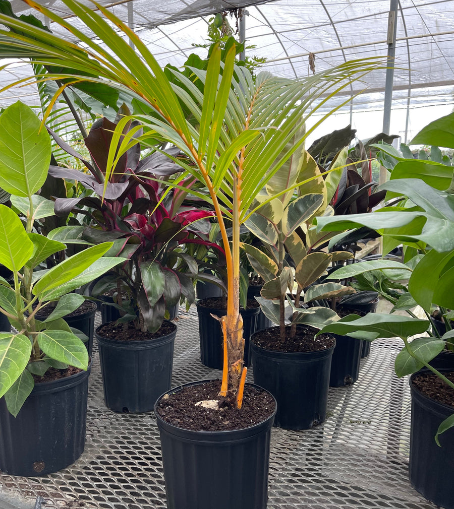 Coconut Tree Red Spicata, Exotic and Rare